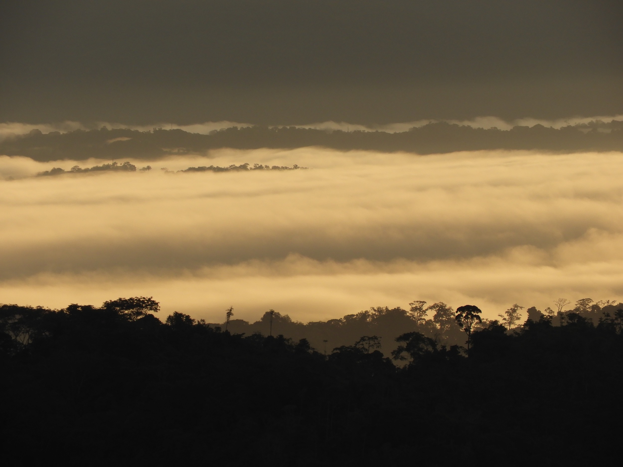 Imagen principal del artículo: En defensa de la Fila Costeña