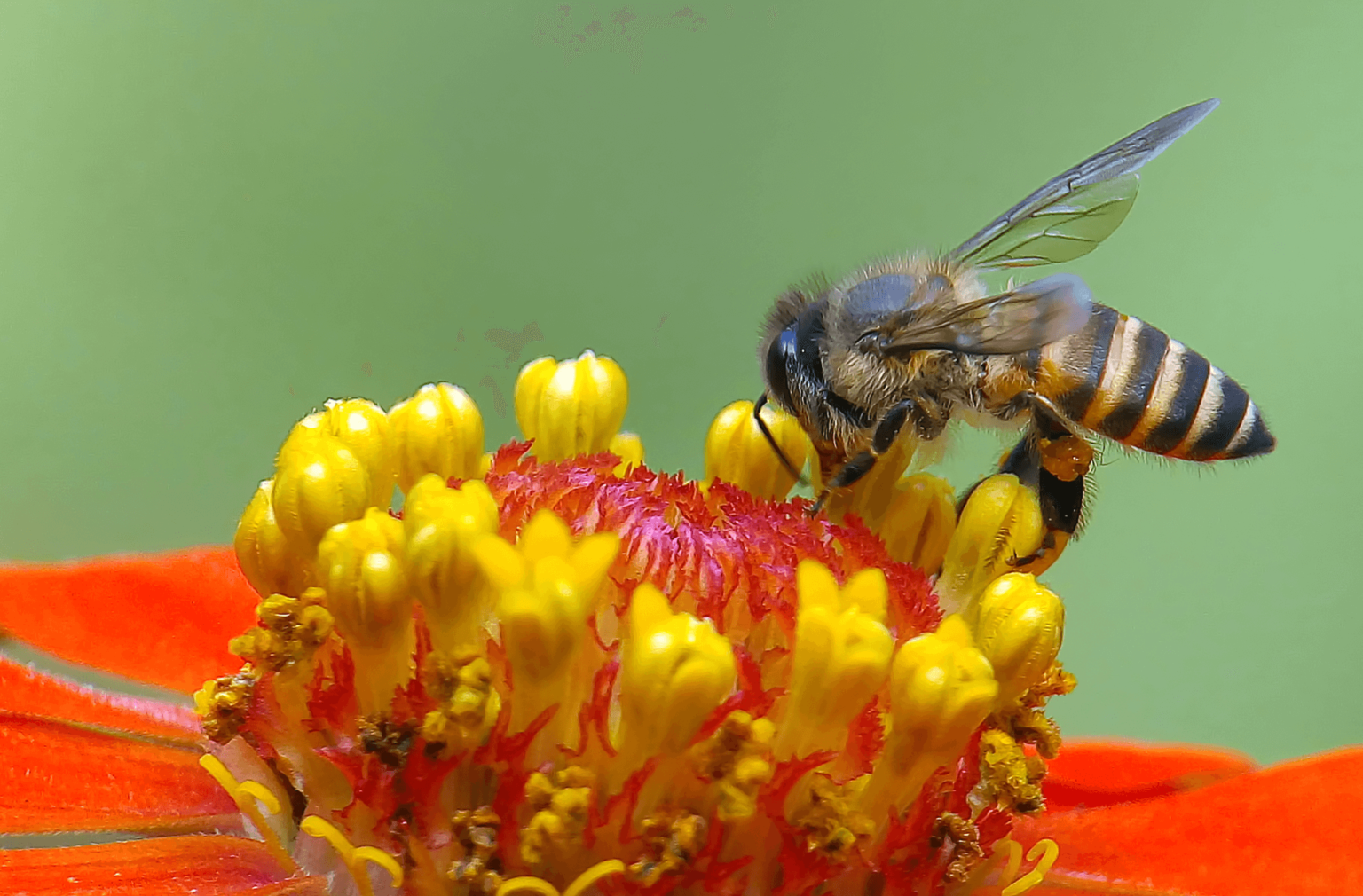 Imagen principal del artículo: Universidades públicas celebran el Día Mundial de las Abejas con ciencia ciudadana, arte y aprendizaje