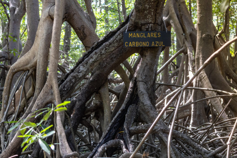 Francia destina 700 mil euros para apoyar a Costa Rica en la protección de manglares y ecosistemas marinos