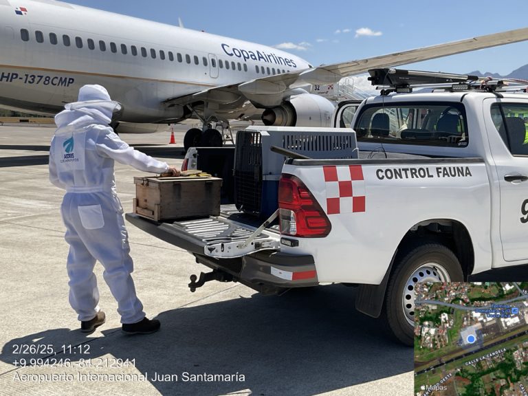 Más de 85 enjambres de abejas han sido rescatados en en el Aeropuerto Juan Santamaría desde el 2020