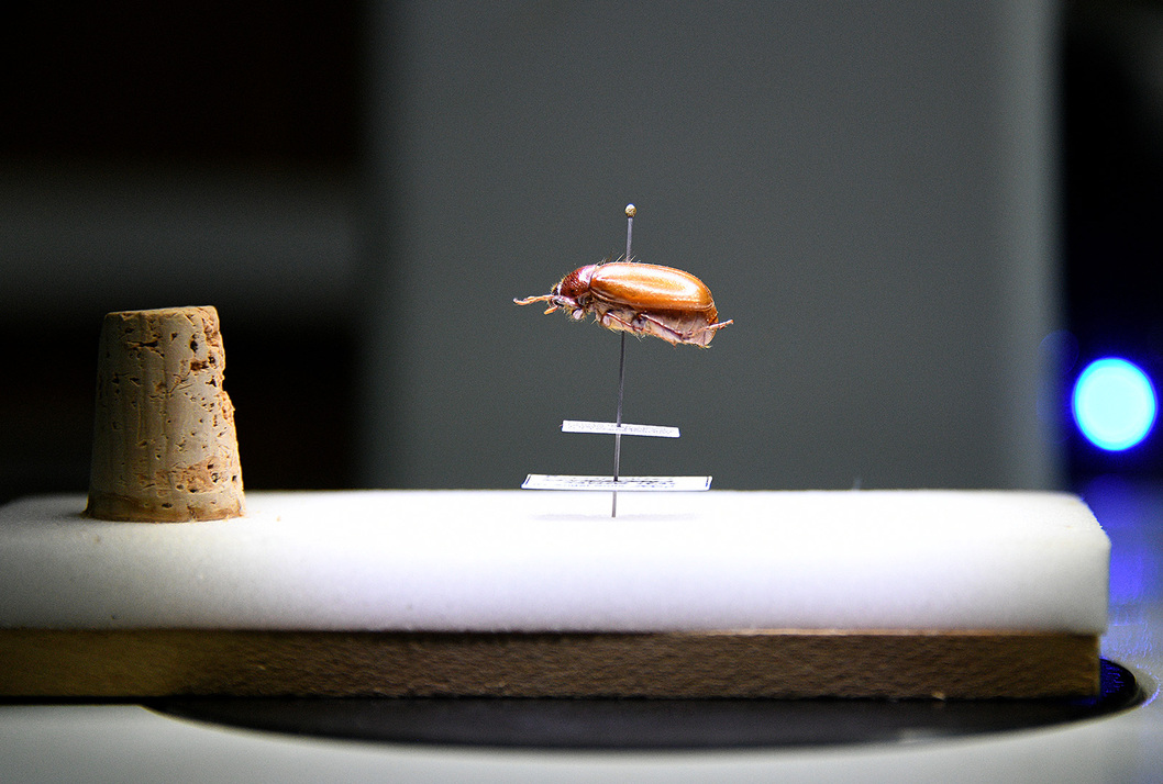 Imagen principal del artículo: ¿Las poblaciones de abejones disminuyen en el Costa Rica? Biólogo de la UCR respode