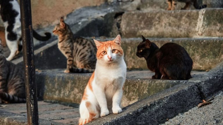 Curridabat inicia programa de castración para gatos que no tienen hogar