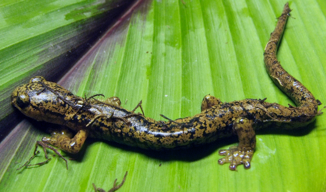 Imagen principal del artículo: ¡Un Súper Reporte sobre salamandras, escorpiones, ciencia y arte!