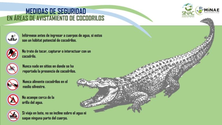 Minae recuerda recomendaciones de seguridad tras avistamiento de cocodrilo en Jacó