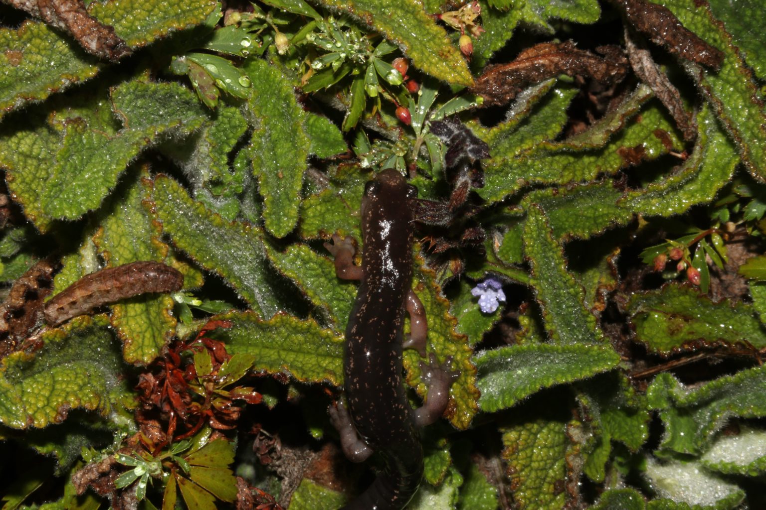 Imagen principal del artículo: Científicos costarricenses descubren nueva especie de salamandra en el Parque Nacional Chirripó