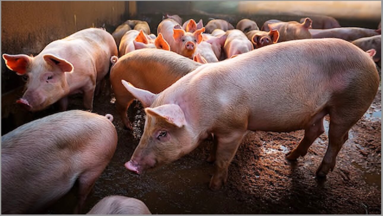 Imagen principal del artículo: UNA llama a criadores de cerdos a participar de investigación sobre bacteria