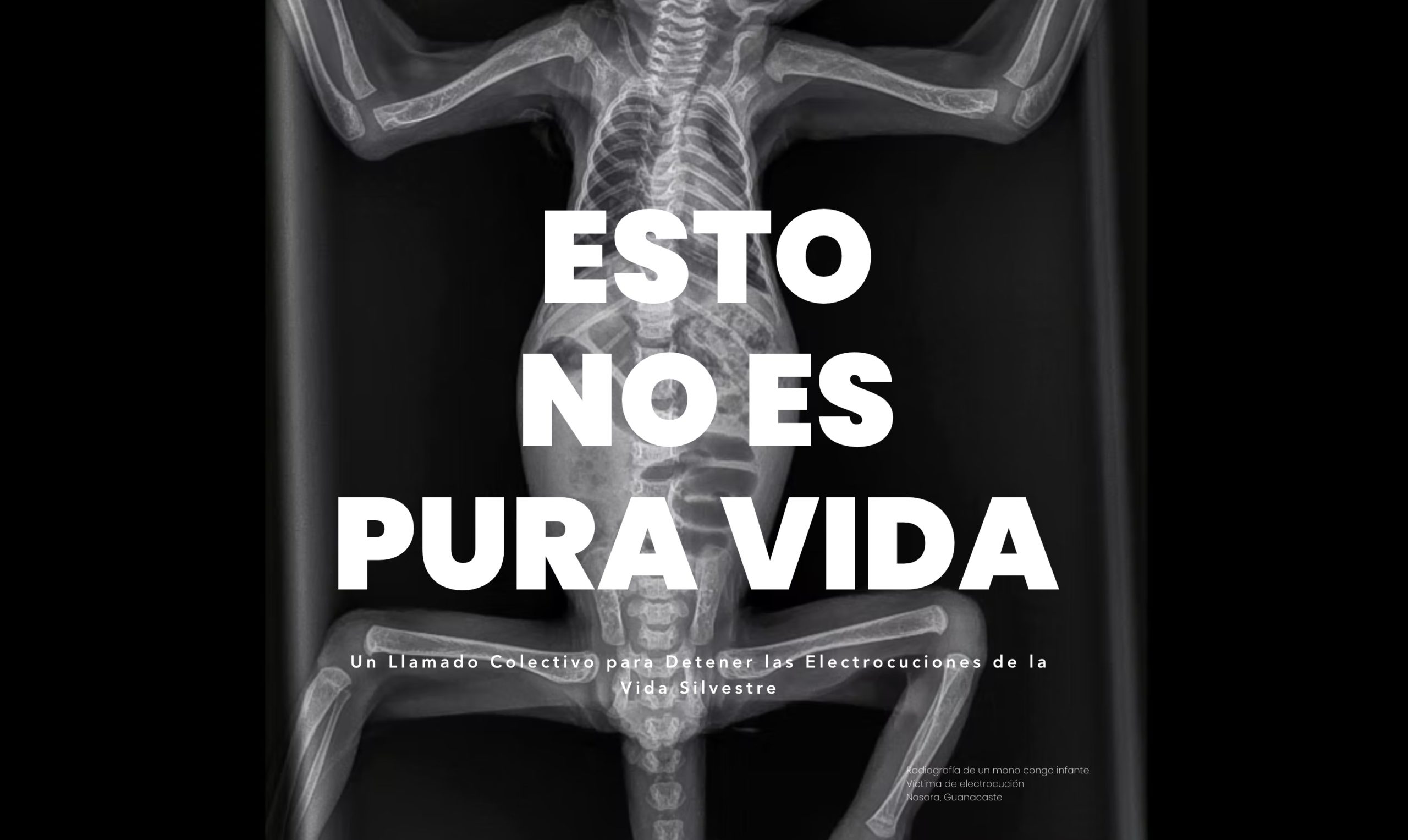 Imagen principal del artículo: Organizaciones exigen cumplimiento del decreto para prevenir electrocuciones de fauna silvestre