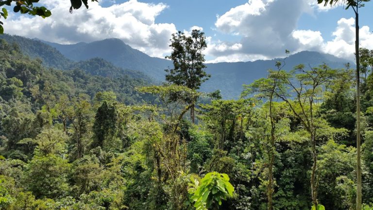 Costa Rica presentó experiencia nacional en monitoreo forestal durante curso internacional de la FAO