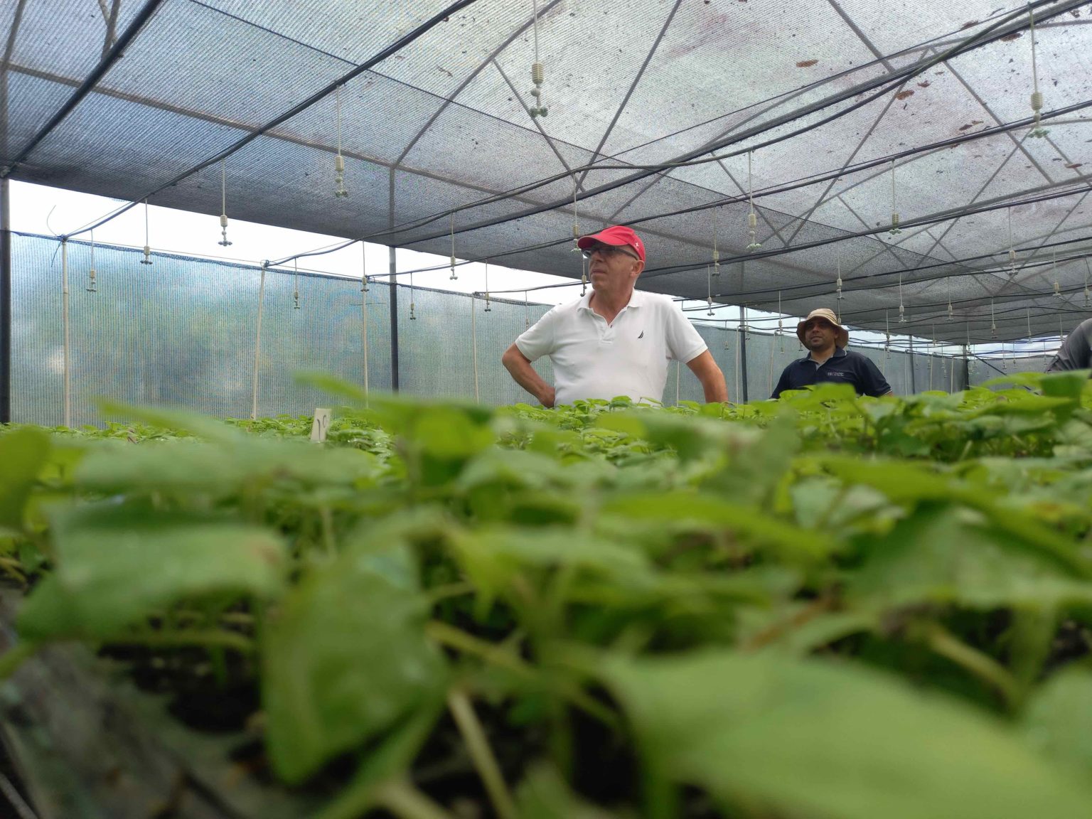 Imagen principal del artículo: Proyecto impulsa la reforestación comercial como herramienta para el desarrollo rural y la acción climática