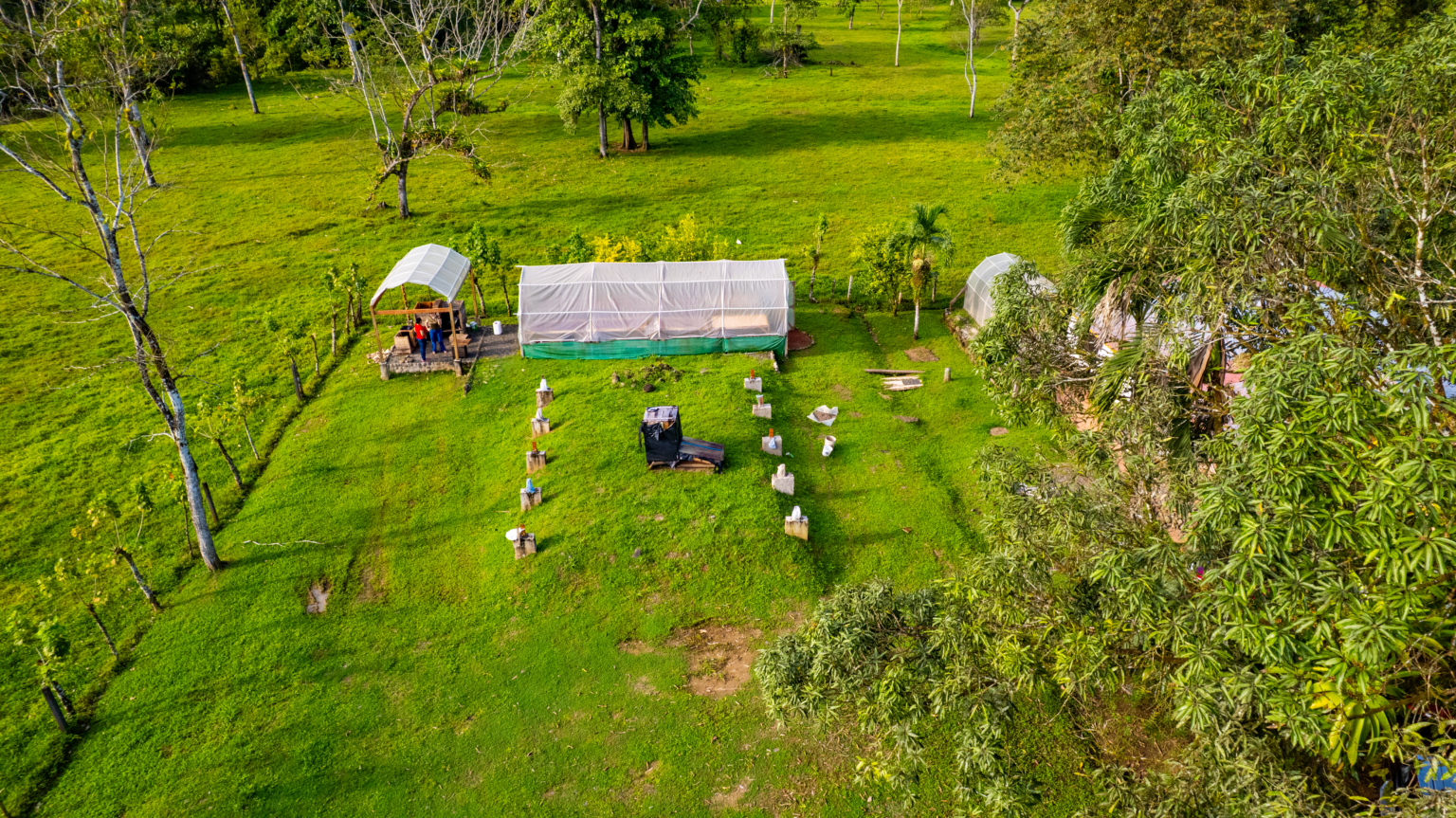 Imagen principal del artículo: Proyecto de cooperación triangular fortalece la producción de cacao sostenible en Centroamérica