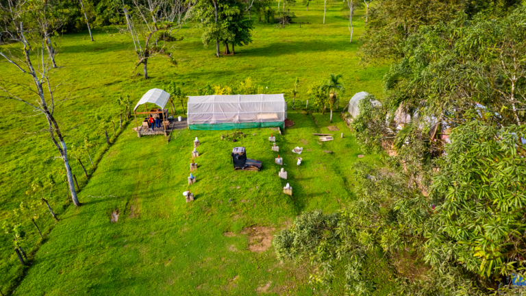 Proyecto de cooperación triangular fortalece la producción de cacao sostenible en Centroamérica