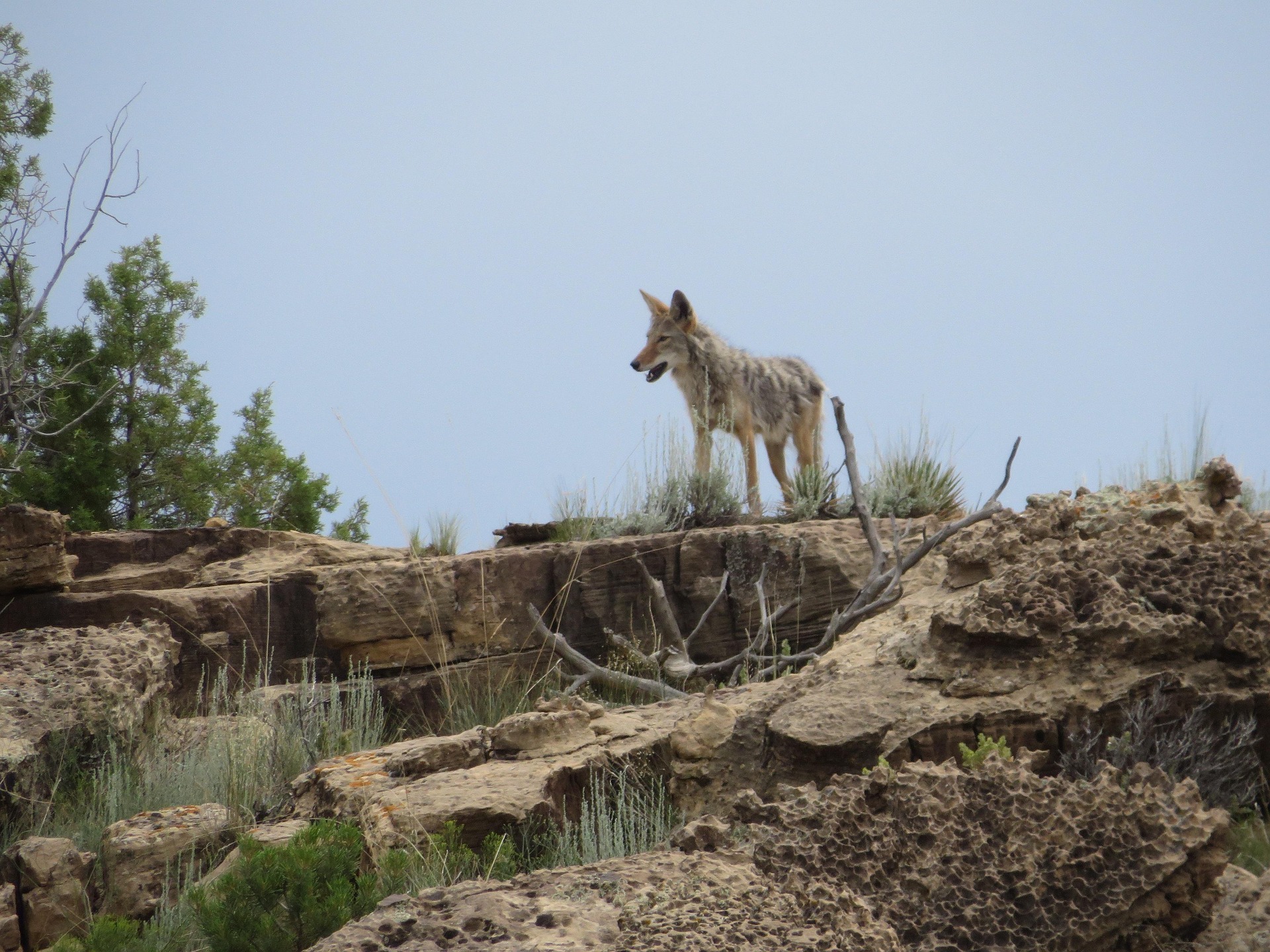 Imagen principal del artículo: UNA publica material didáctico para conocer más sobre los coyotes