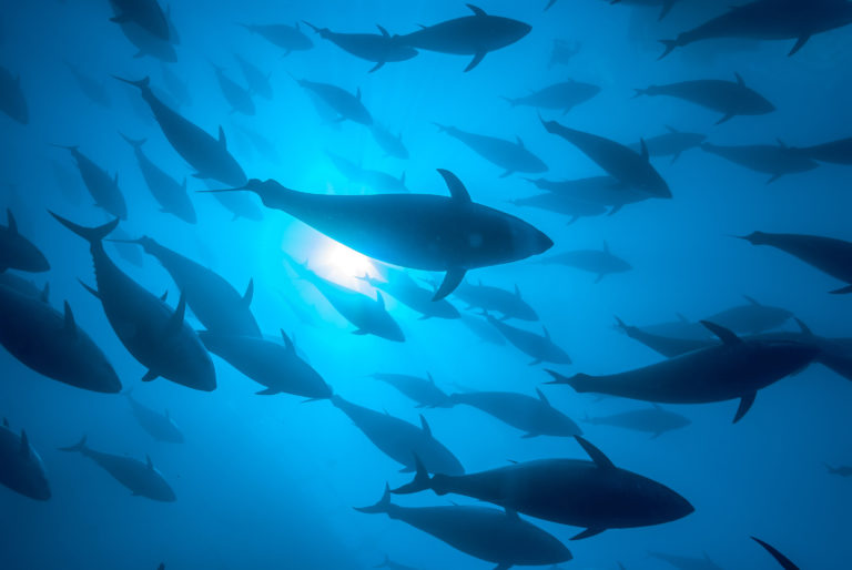 “El océano no tiene fronteras”: Costa Rica y Francia lideran cumbre clave para la protección de los ecosistemas marinos