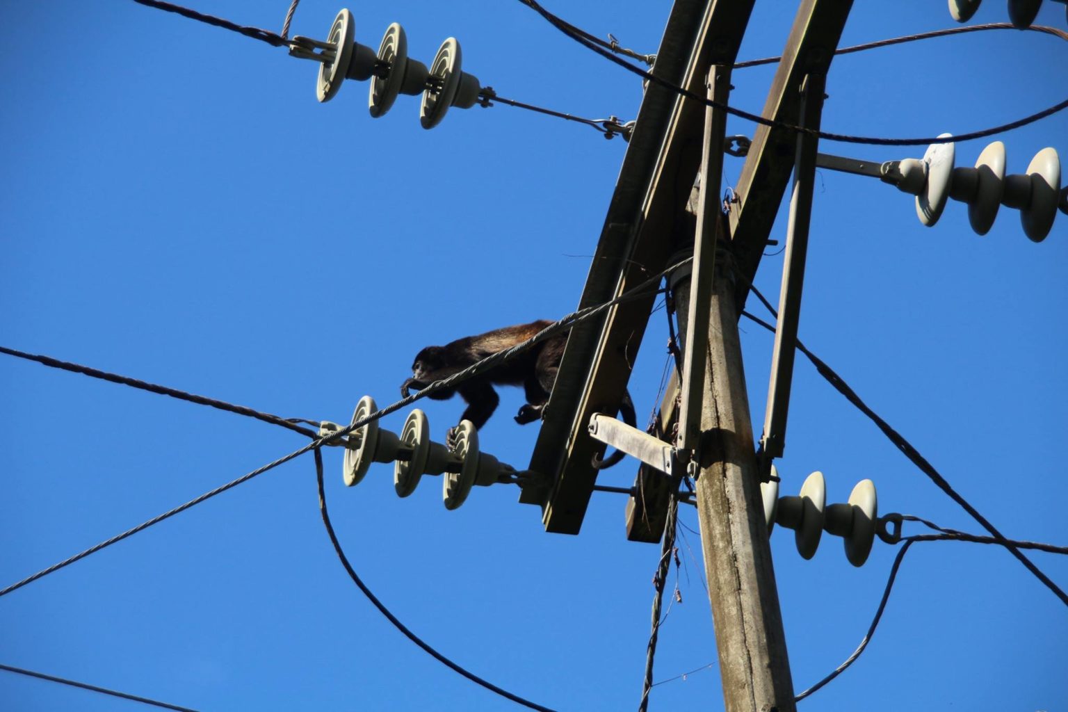 Imagen principal del artículo: País registró al menos 6700 animales electrocutados en tendidos eléctricos en 2024