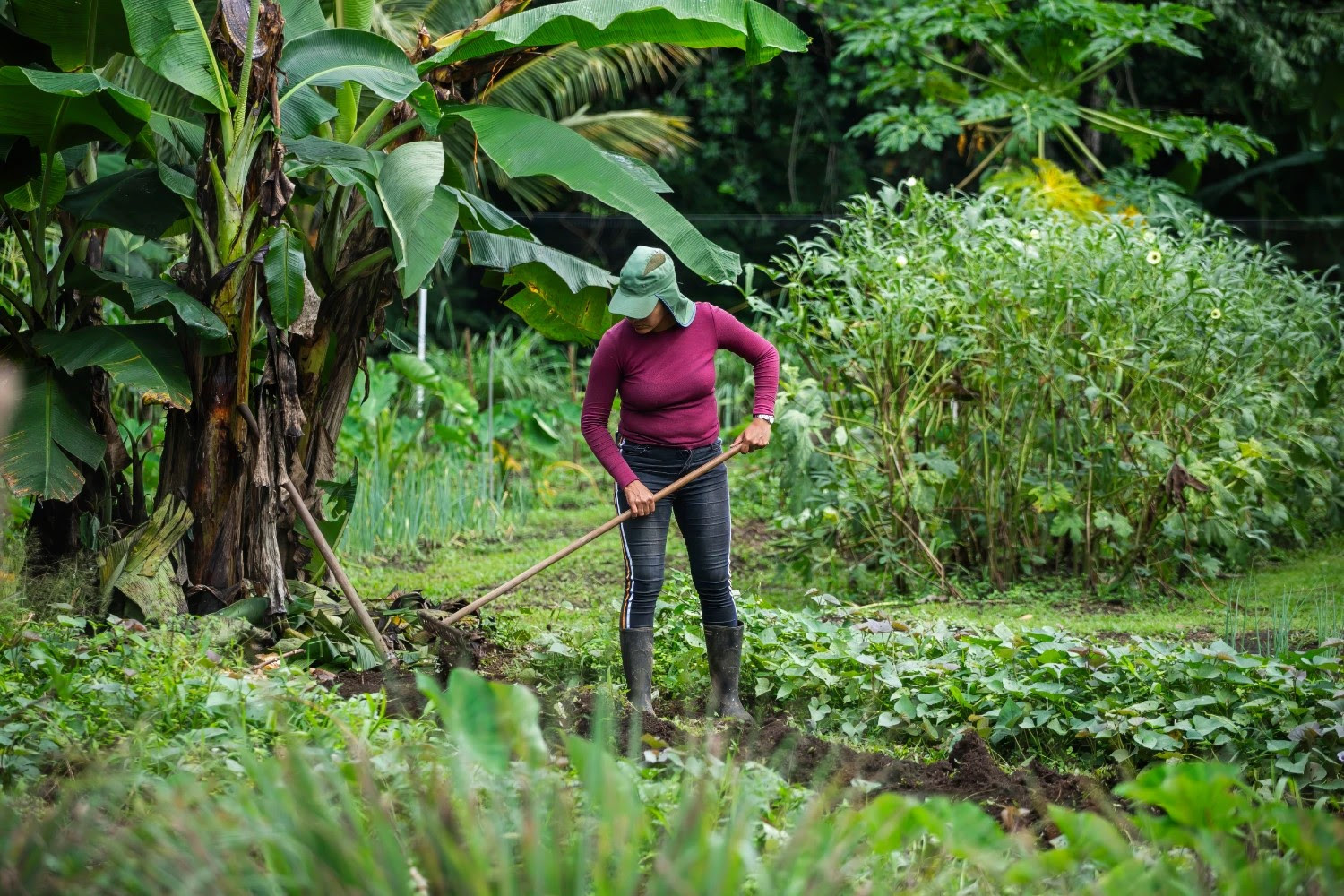 Imagen principal del artículo: Agrotransformación 2025 apuesta por la innovación y conocimiento para el futuro del agro costarricense