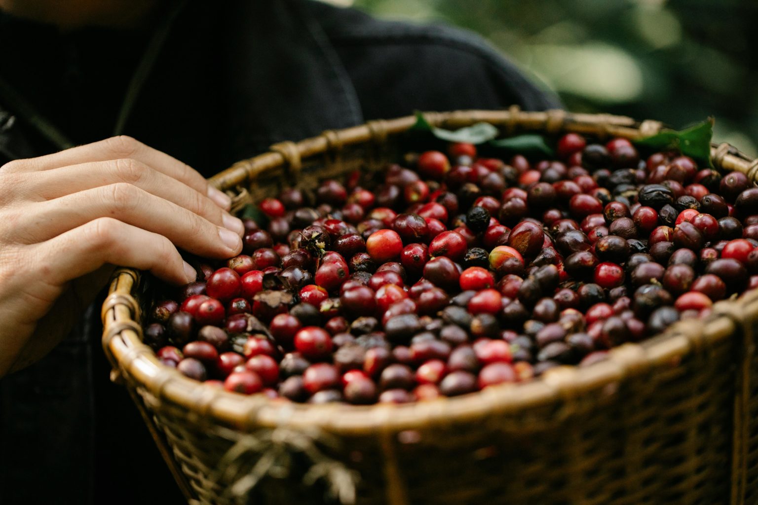 Imagen principal del artículo: Aseguradoras privadas se oponen al proyecto para crear fideicomiso cafetalero