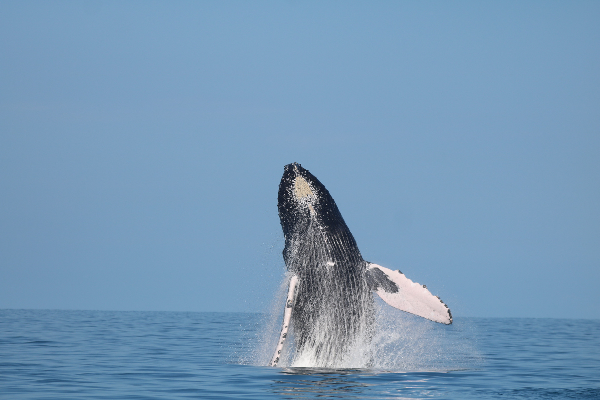 Imagen principal del artículo: Delfines, ballenas y aventura: Bahía Aventuras le lleva al corazón del Parque Marino Ballena