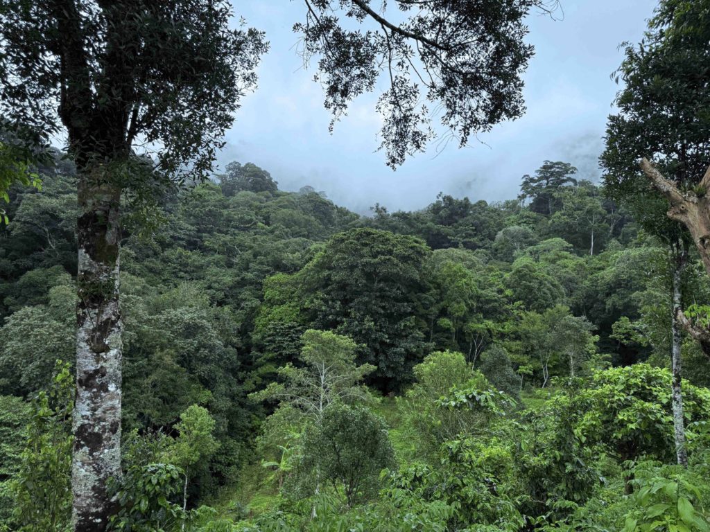 Solo dos partidos aprueban con nota alta analisis ambiental de planes de gobierno