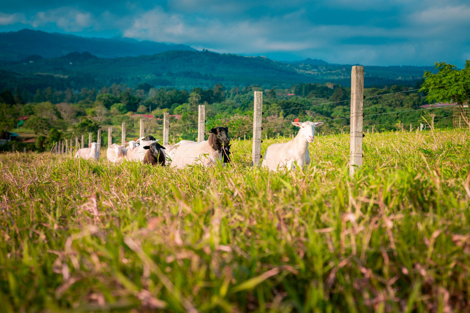 Imagen principal del artículo: Hacienda Barvak promueve el bienestar animal y la convivencia armónica con la naturaleza