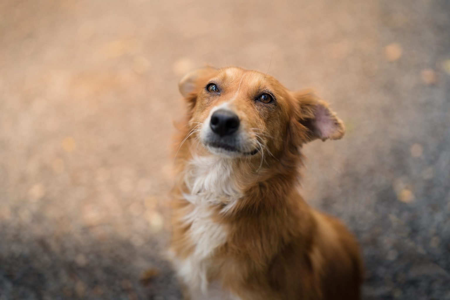 Imagen principal del artículo: Tienda Gollo en Zapote tendrá feria de adopción de perritos este sábado 26 de julio