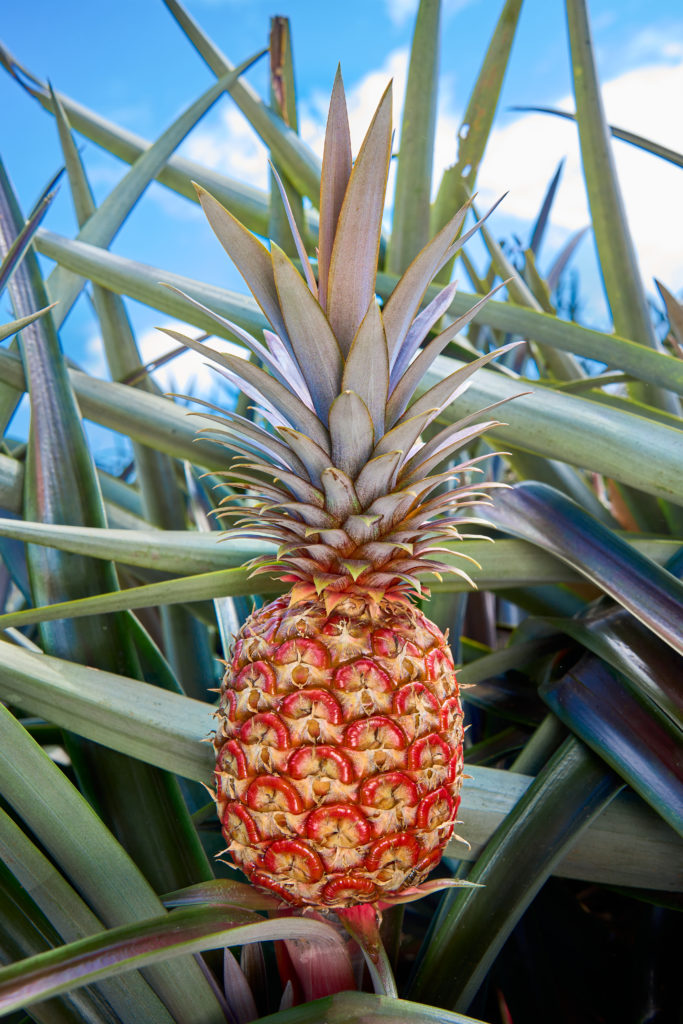Rubyglow®, piña cultivada exclusivamente en Costa Rica, es nombrada ...