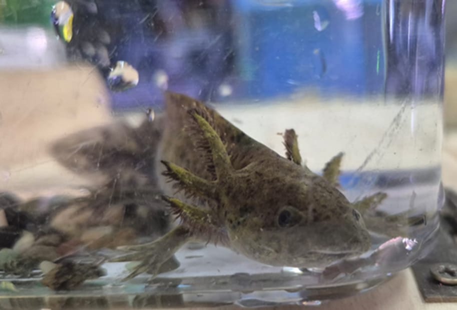 Imagen principal del artículo: OIJ decomisa ajolotes mexicanos en local comercial de Coronado