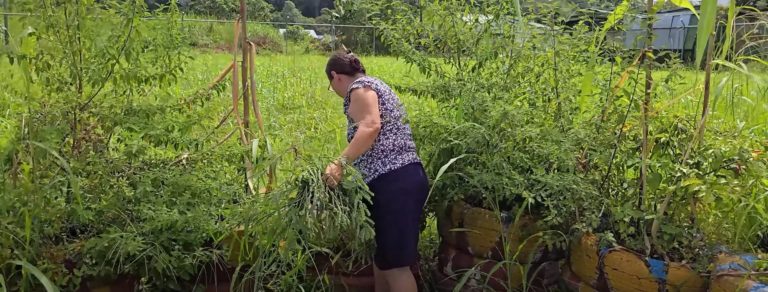 Educación, naturaleza y cuidado: universidades públicas fortalecen envejecimiento activo con huertas terapéuticas en Región Brunca
