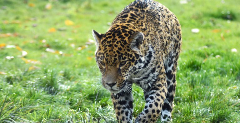 Reivindiquemos a los jaguares