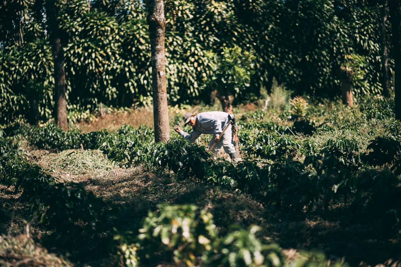Imagen principal del artículo: San José será sede de la primera Competencia Mundial de Café Especial Certificado Regenerativo