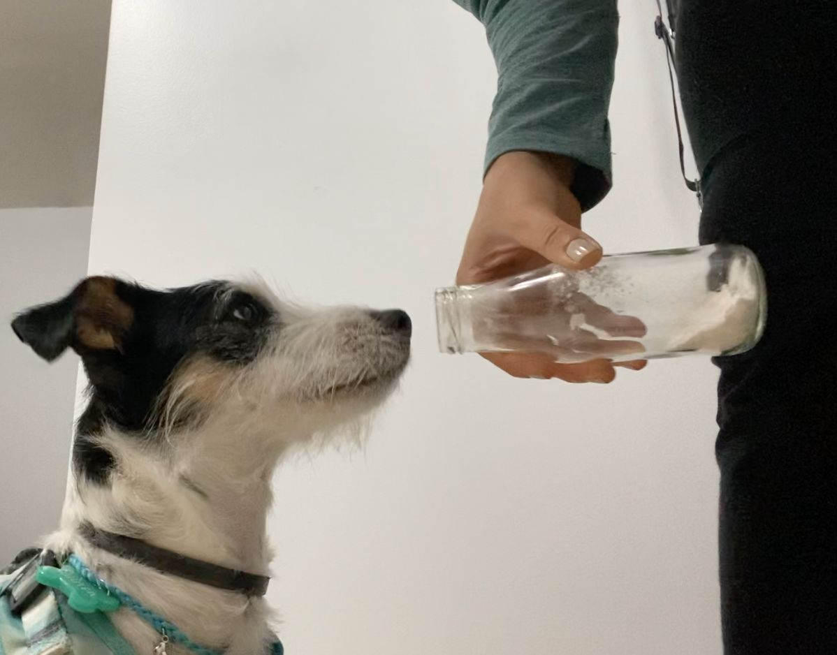 Imagen principal del artículo: Perro entrenado por costarricenses identifica gluten en alimentos