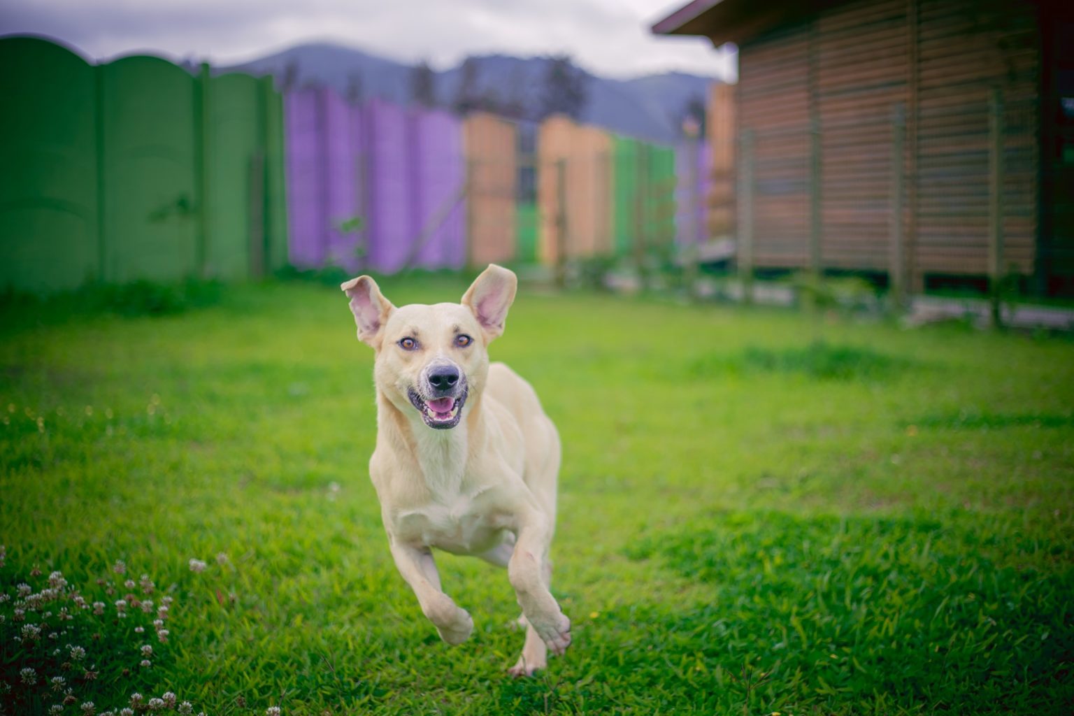 Imagen principal del artículo: Buscan hogar para 13 perros rescatados durante la Romería 2025
