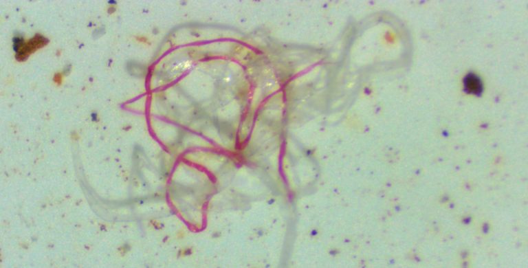 Químicos advierten que microplásticos contaminan costas costarricenses y amenazan la salud humana