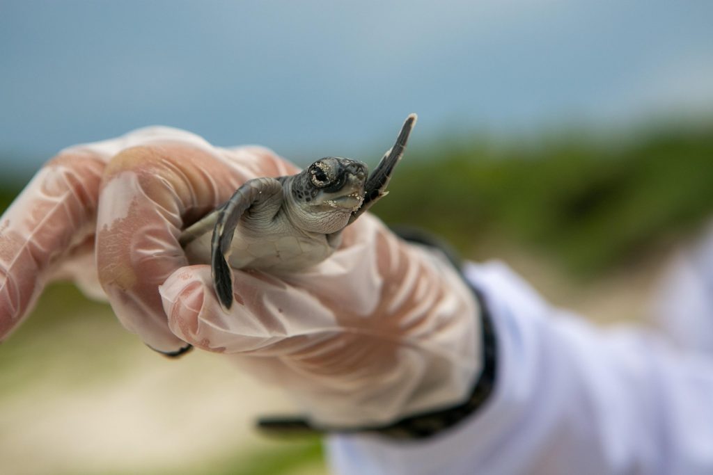 Emiratos Árabes Unidos y su aporte al mundo en la conservación de especies al borde de la extinción