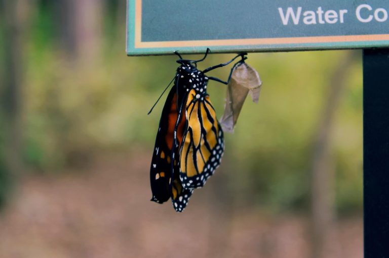 La metamorfosis de Próxima: cuando una empresa decide renacer