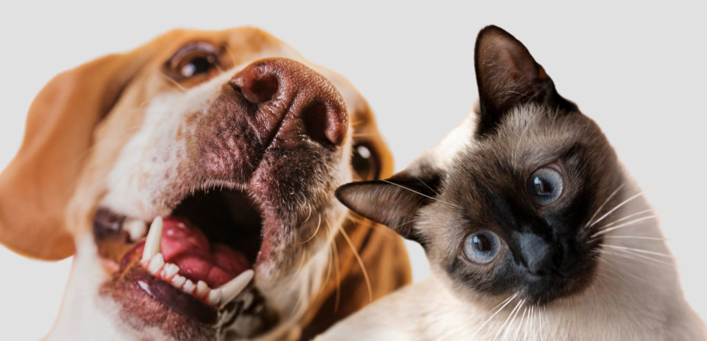 Universidad Hispanoamericana y Fundación Casita de Amor realizarán jornada de castración para perros y gatos