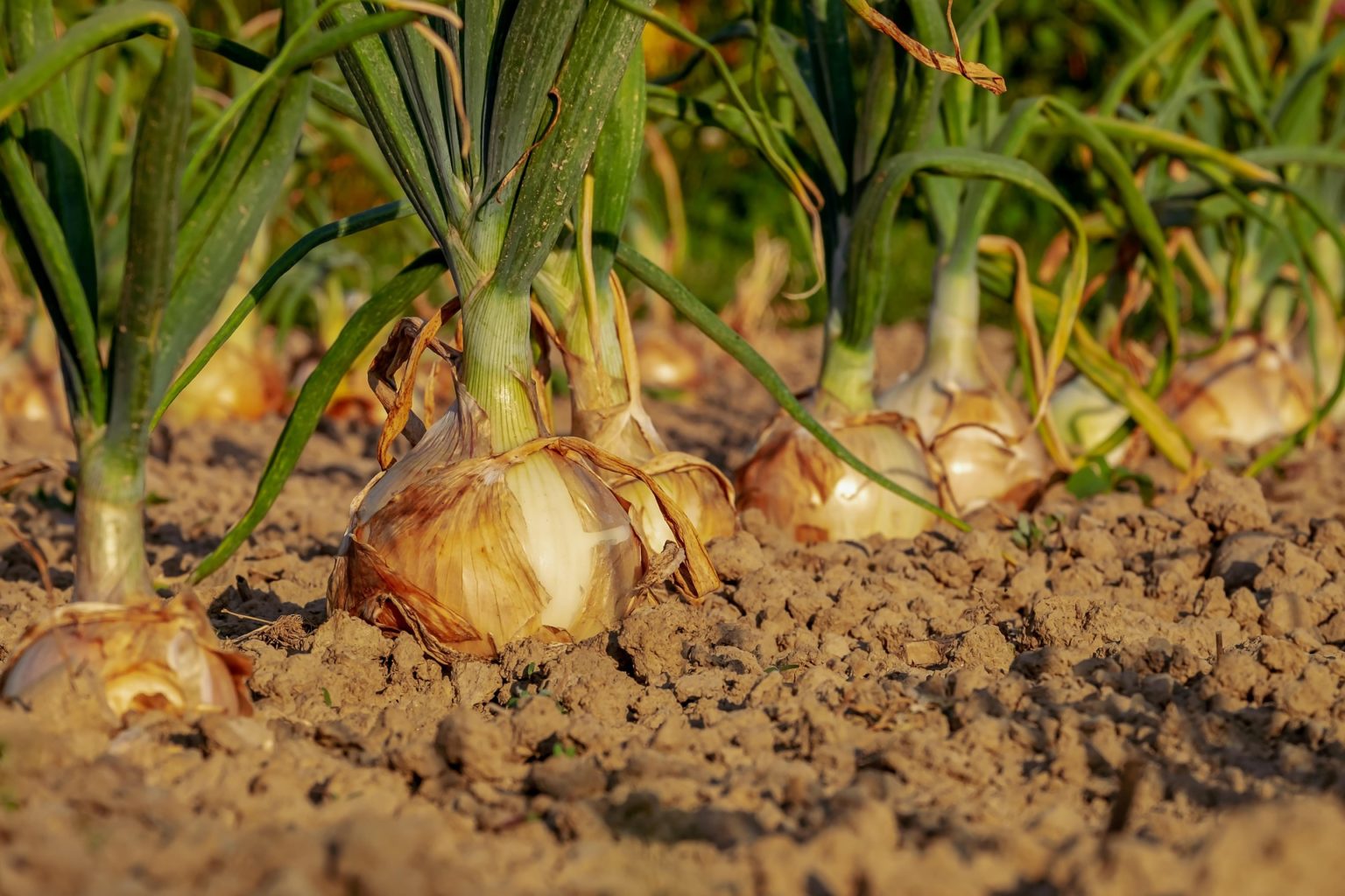 Imagen principal del artículo: El sector cebollero costarricense al borde del colapso: agricultores piden acción urgente