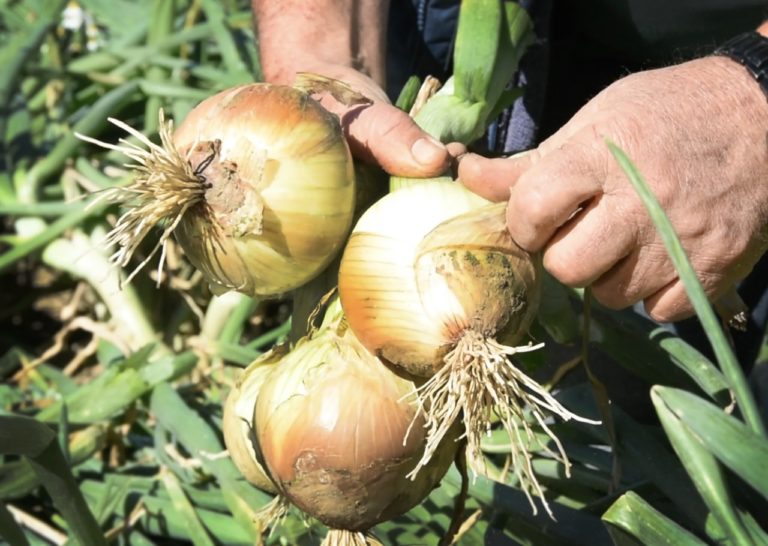 Asociación de Horticultores del Irazú denuncian a Walmart por mal etiquetado de cebollas importadas