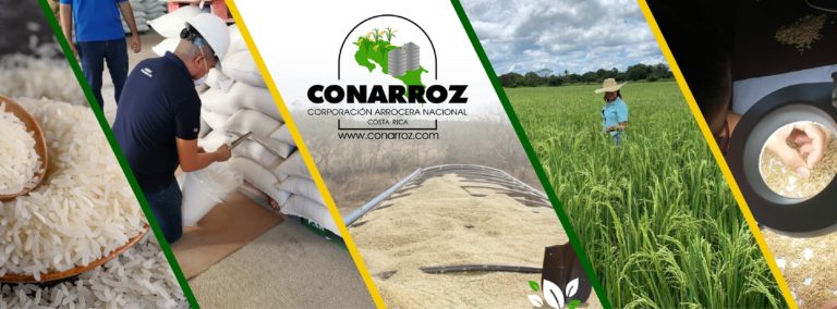 Productores arroceros solicitan convocatoria y votación del proyecto de ley Nº 24.211, FONARROZ