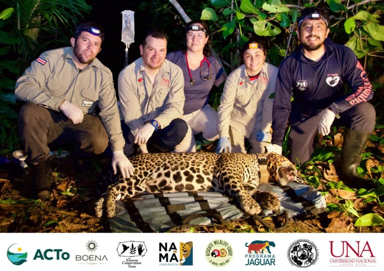Proyecto pionero coloca collares satelitales a jaguares en Tortuguero para reforzar su conservación