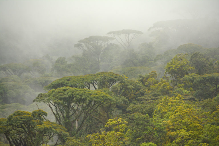 Refugio de Vida Silvestre La Marta abre convocatoria de voluntariado para proteger 1.500 hectáreas de bosque