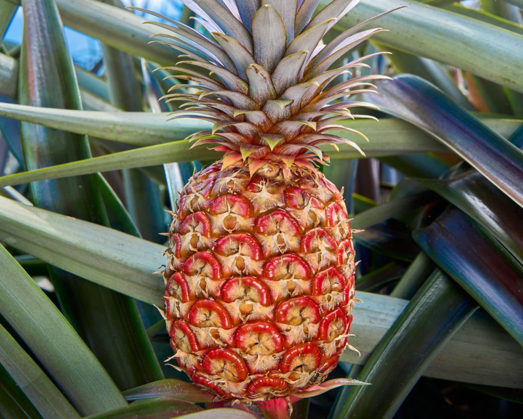 Exclusiva piña de Costa Rica es elogiada en canal de youtuber Mr. Beast