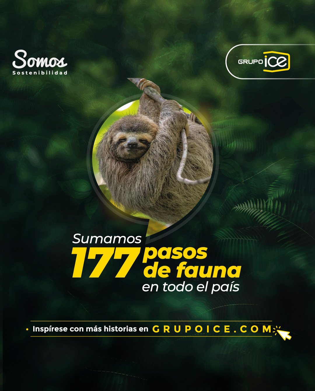 Imagen principal del artículo: ICE ha invertido ₡1.980 millones en proteger fauna silvestre que interactúa con infraestructura eléctrica