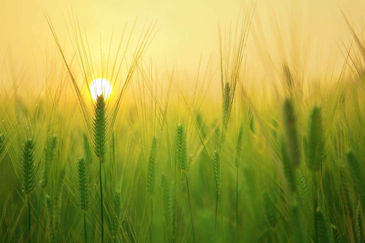 Imagen principal del artículo: Agro fuerte, país fuerte