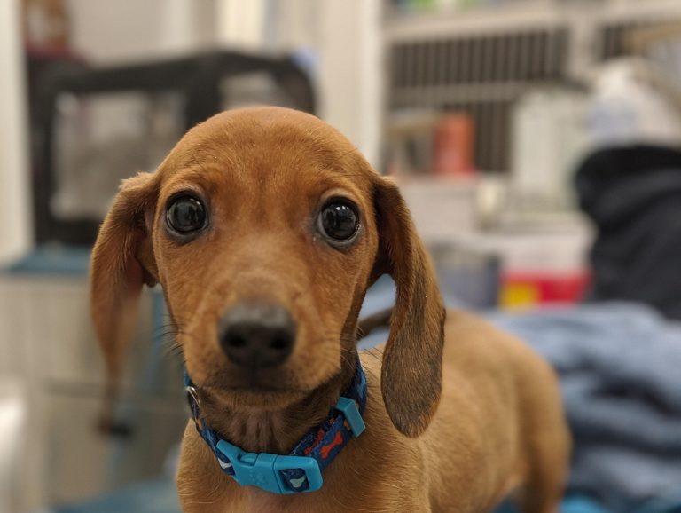 Santa Ana realizará feria de Salud Animal: “Ortopedia y Rehabilitación Veterinaria”