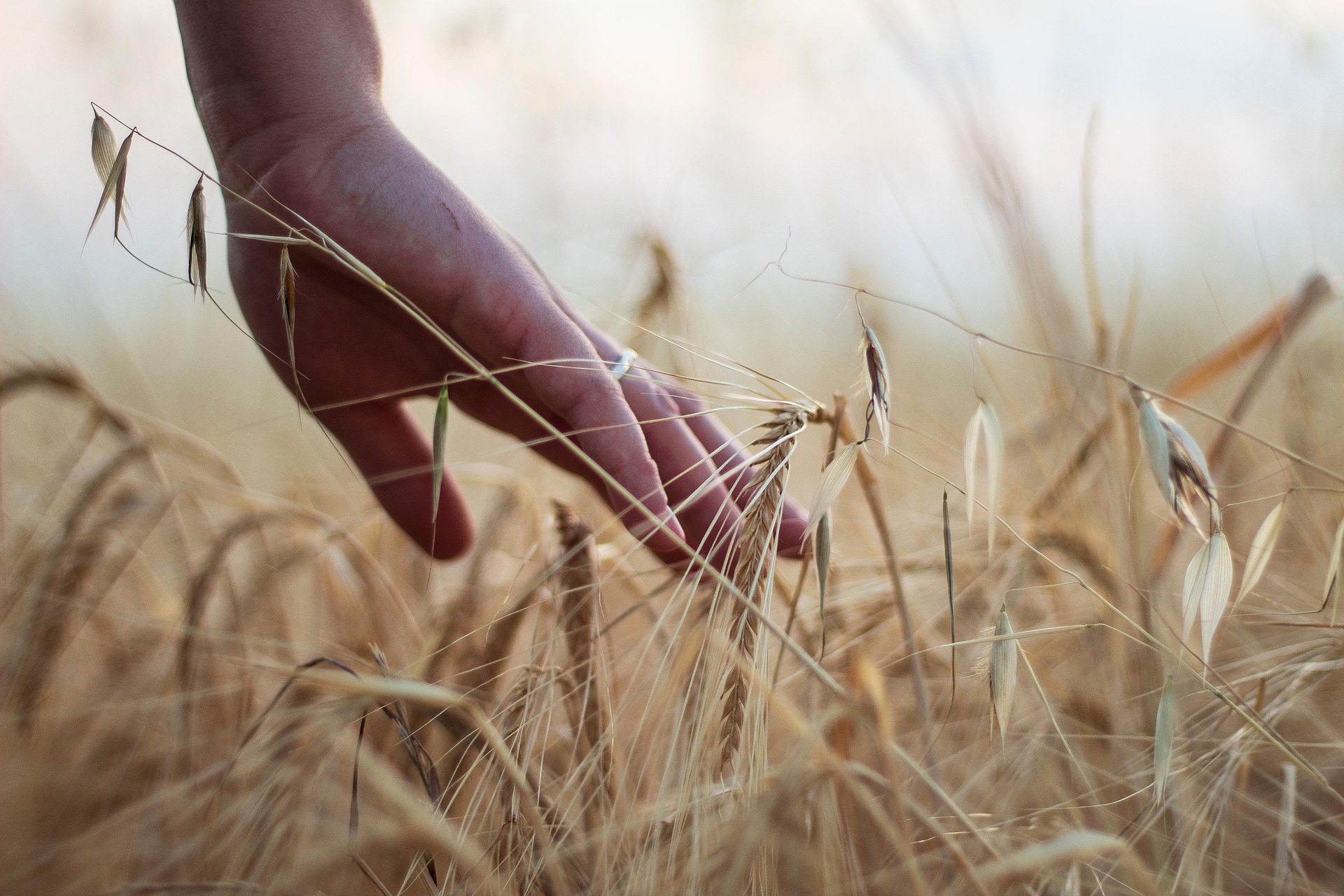 Imagen principal del artículo: Por sus frutos los conocerán: cuando el agro no aguante más
