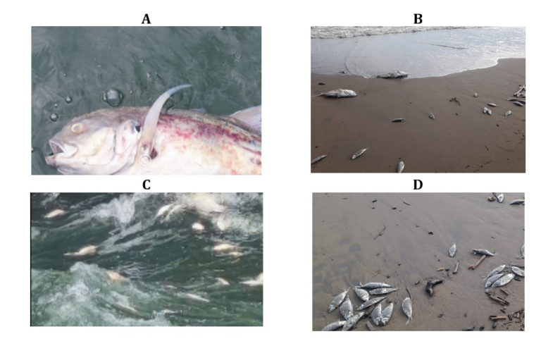 UNA estudia aparición de peces muertos en playa Puntarenas