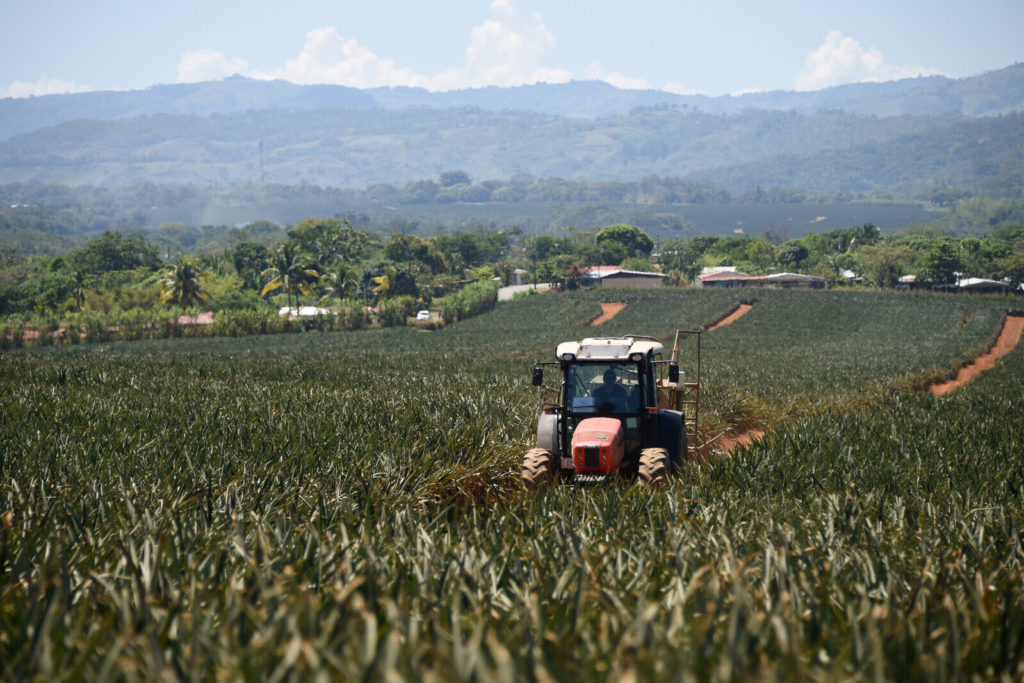 De restos de piña a biocombustibles: proyecto de la UCR busca ...