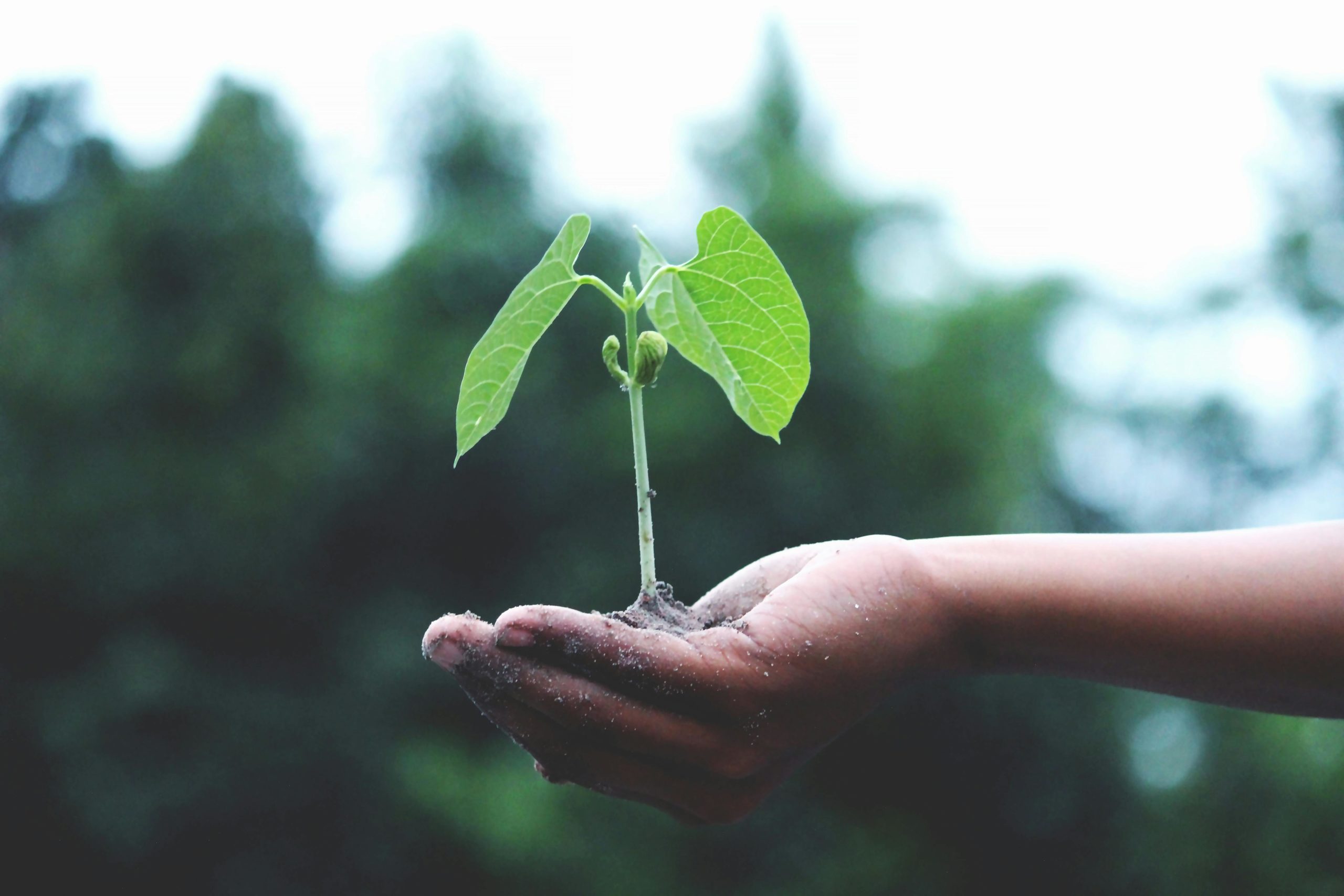Imagen principal del artículo: 70% de las empresas mantiene su inversión en sostenibilidad y cuatro de cada cinco reportan beneficios económicos derivados de las iniciativas climáticas
