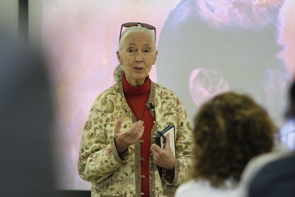 Imagen principal del artículo: Muere a los 91 años la reconocida primatóloga y conservacionista Jane Goodall
