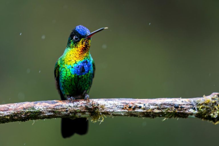 Exposiciones fotográficas "Joyas del aire" y "Retroperspectiva" están abiertas al público en el Portón Rojo